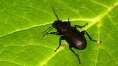 Gemeiner Grabkäfer (1).jpg